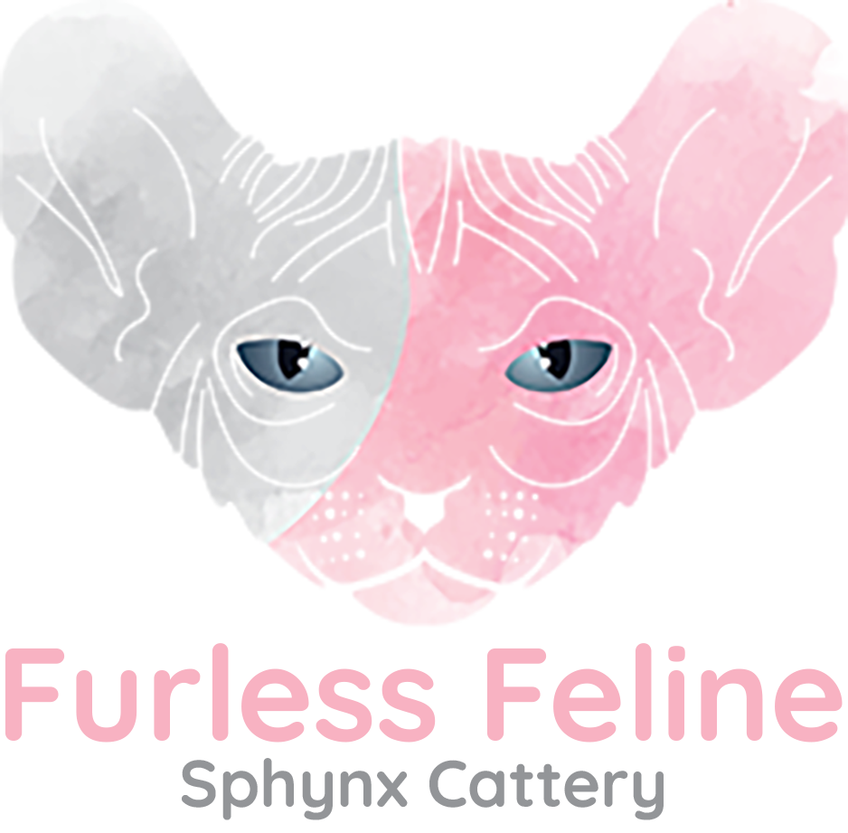 sphynx-cat-texas-furless-feline-sphynx-cattery-hairless-sphynx-cat-breeders-in-texas-bambino-elf-dwelf-odd-eyed-sphinx-kittens-for-adoption