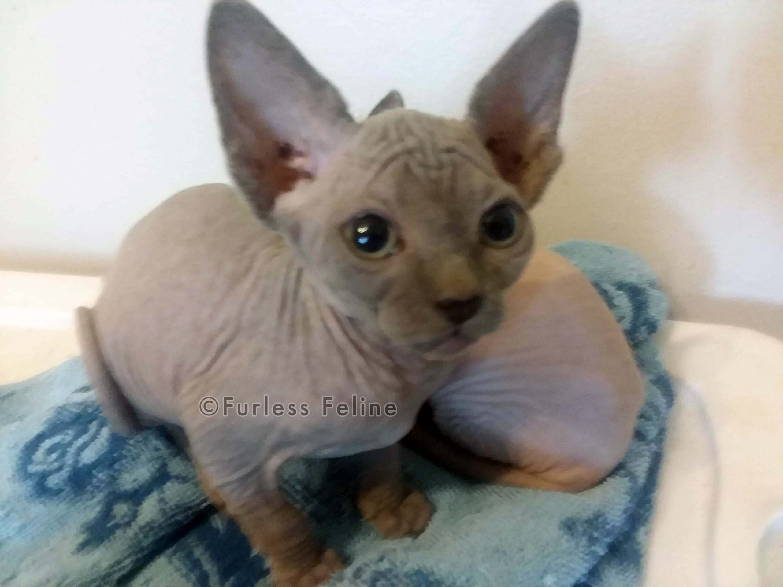 Sphynx Breeders In Texasalisa Bolt